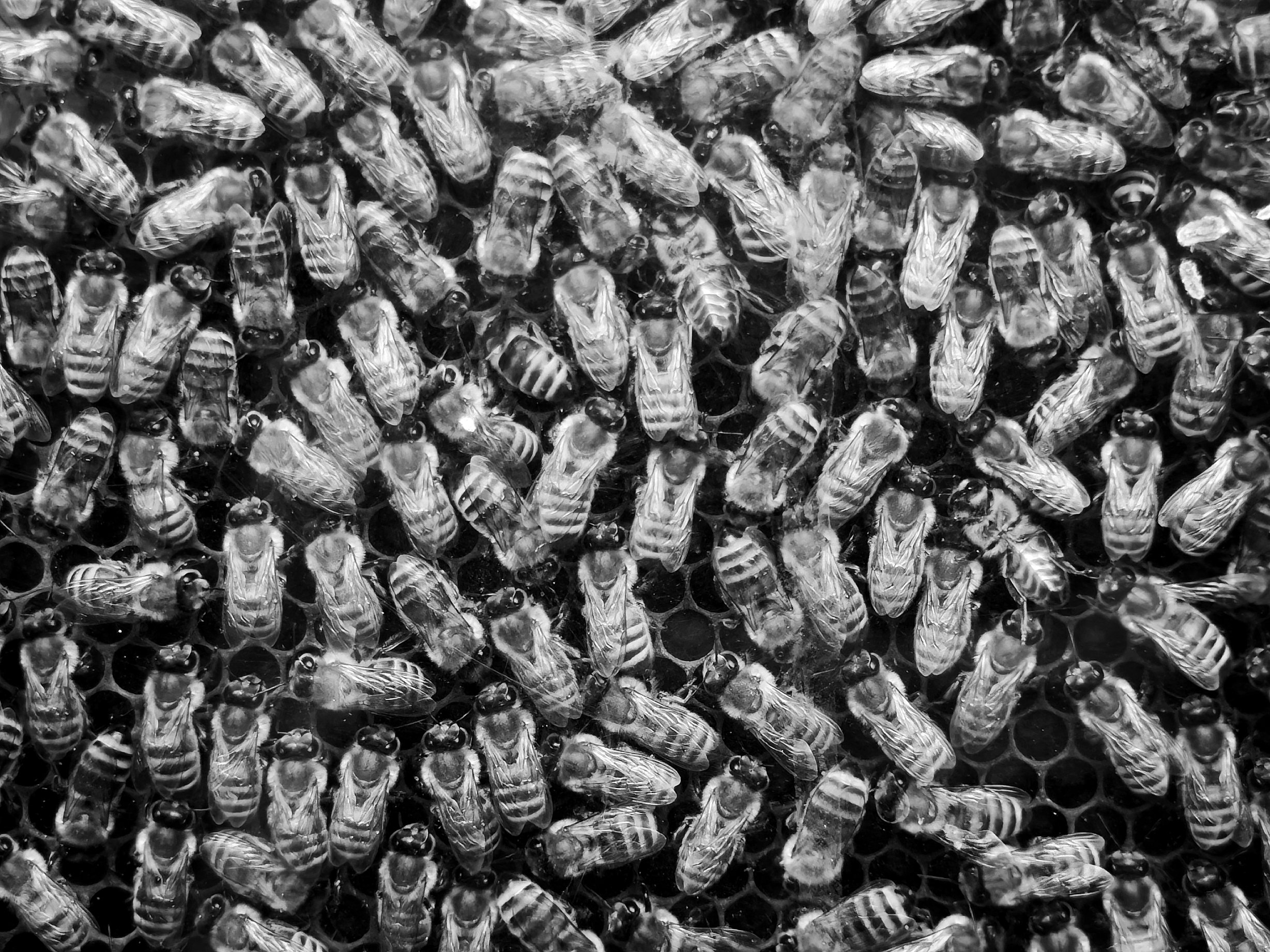 Wimmelbild