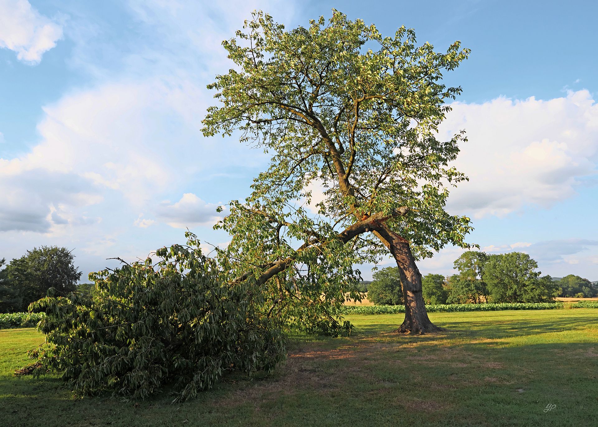 Windbruch I