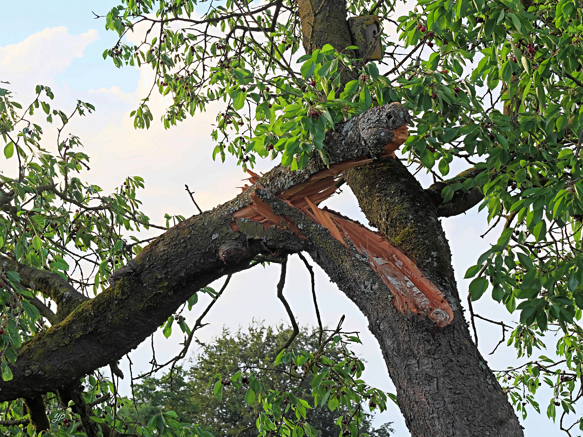 Windbruch II