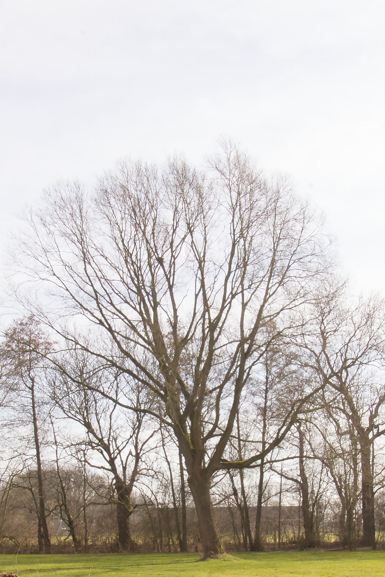 Windschief im März