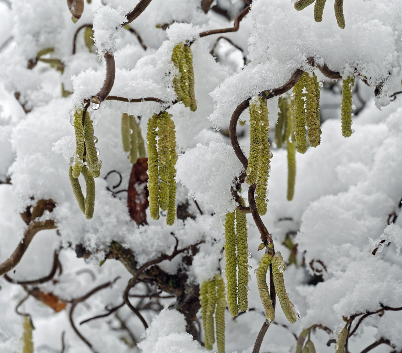 Winter oder Frühling?