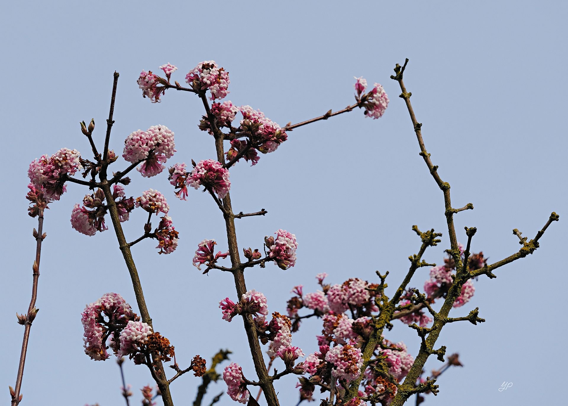 Winteranfang - - - [Nr.1 KW 25/52]