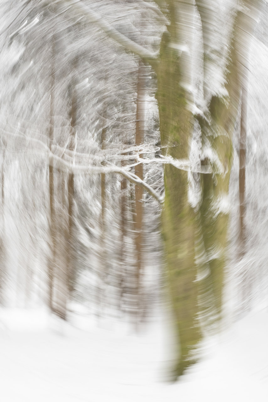 Winterbaum