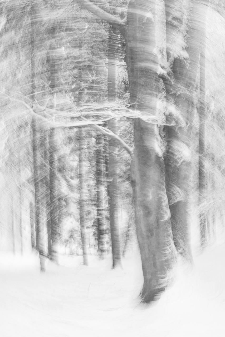 Winterwald