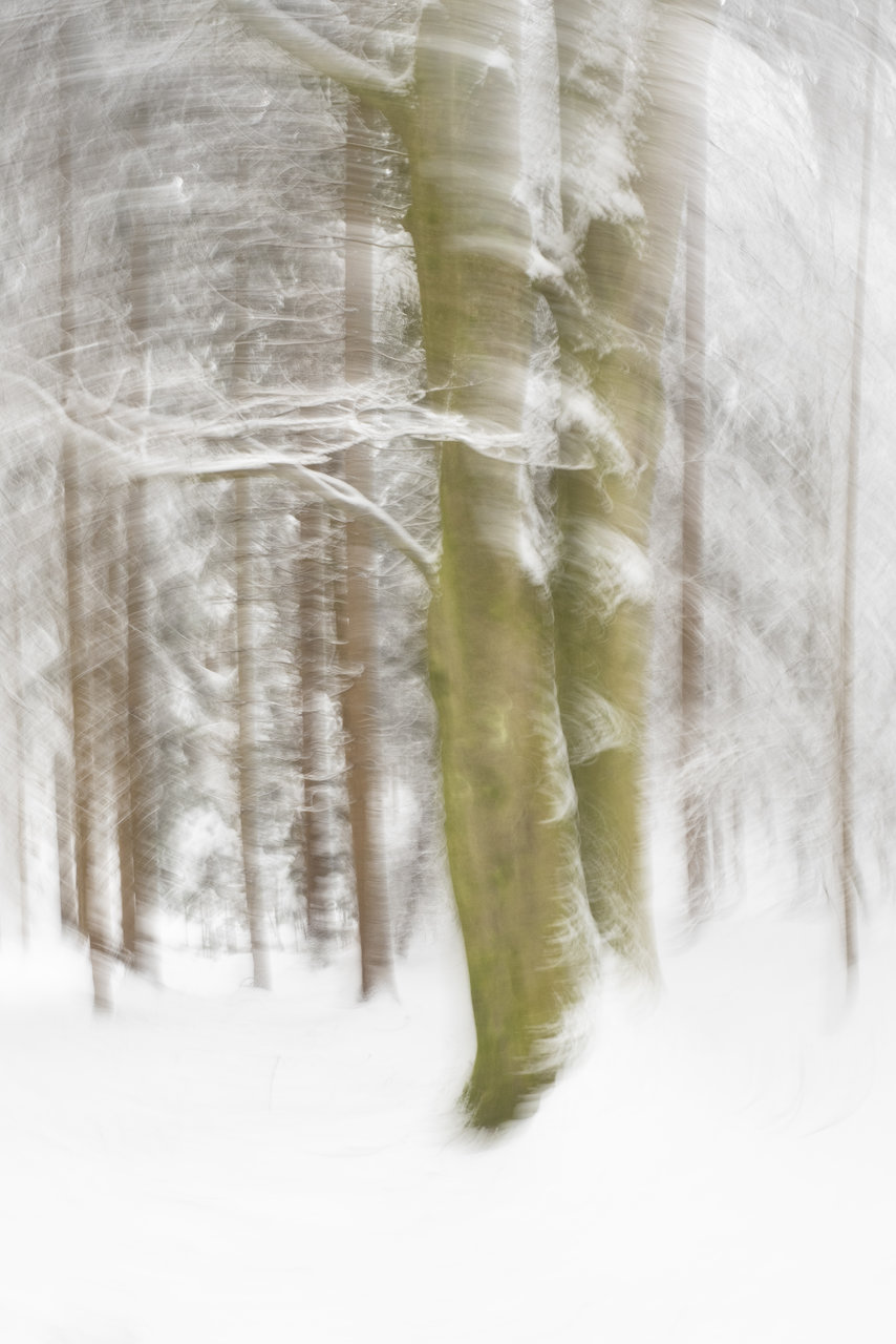 Winterwald