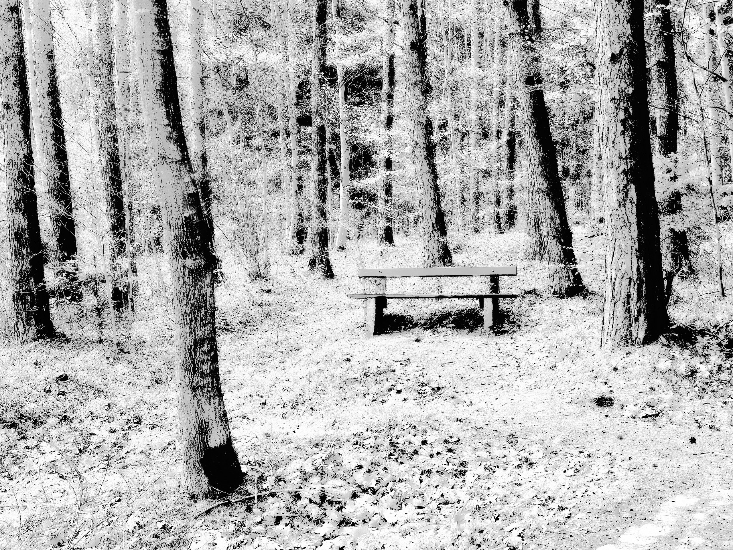 Winterwald