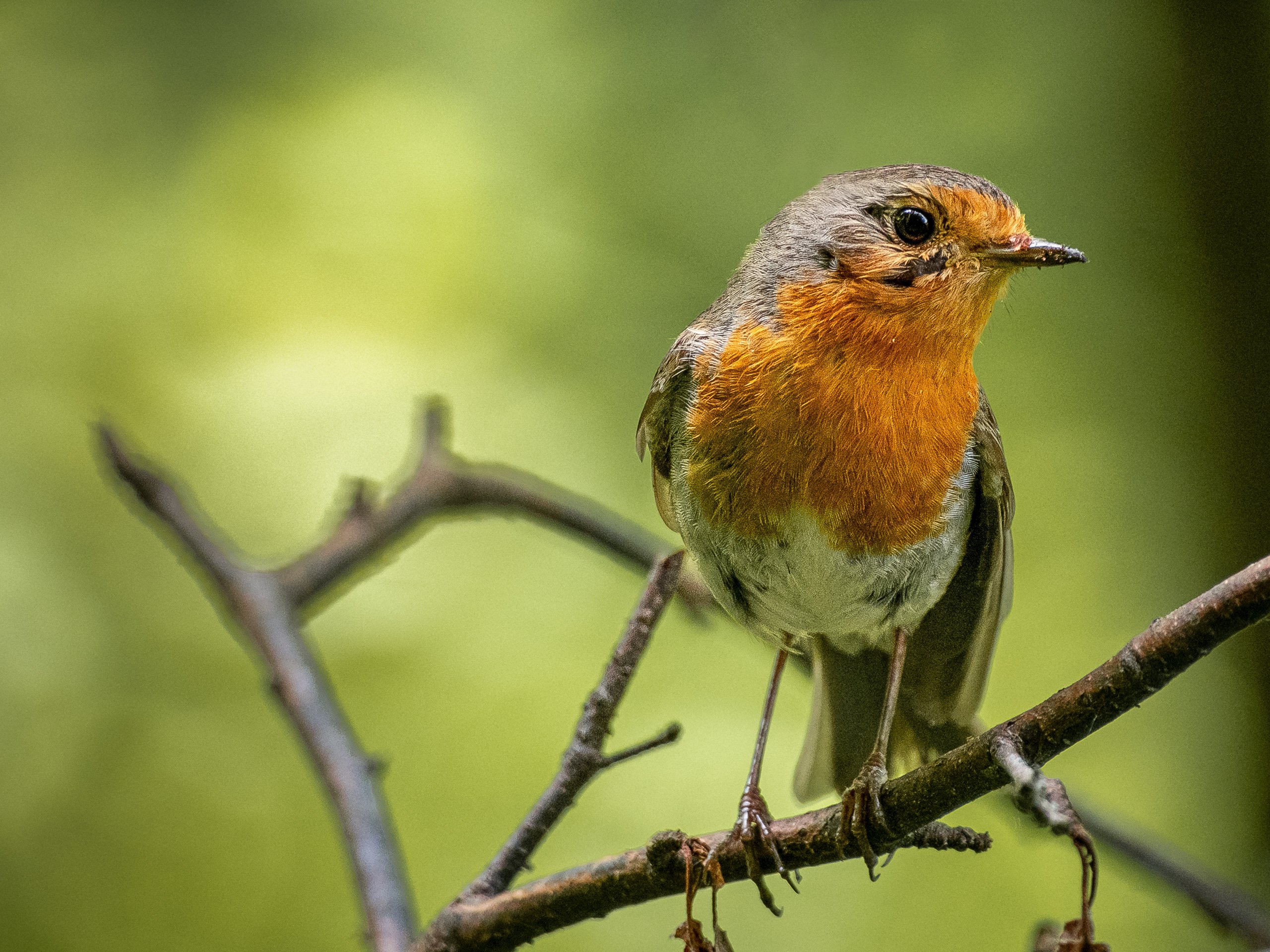 Wo gibts noch mehr Futter?