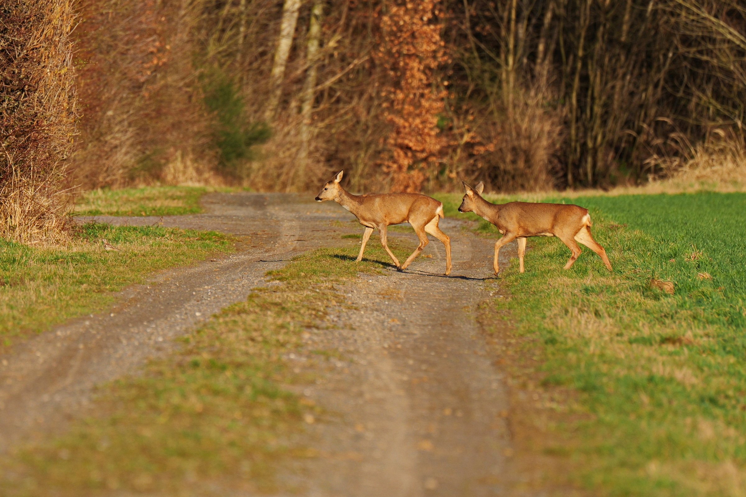 Wo ist denn der Zebrastreifen?