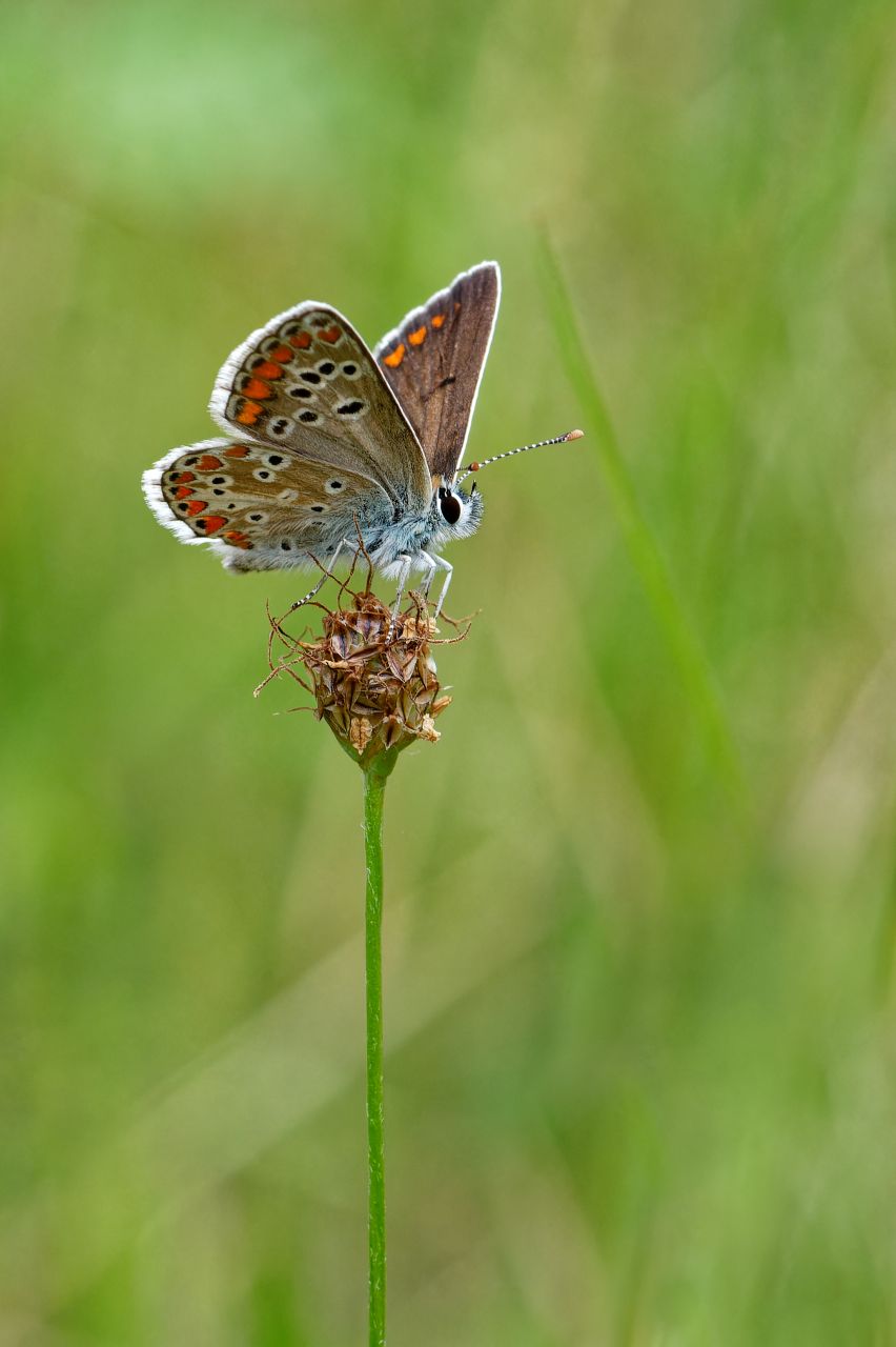 WOB 7 (Week of Butterfly) Sonnenröschen - Bläuling