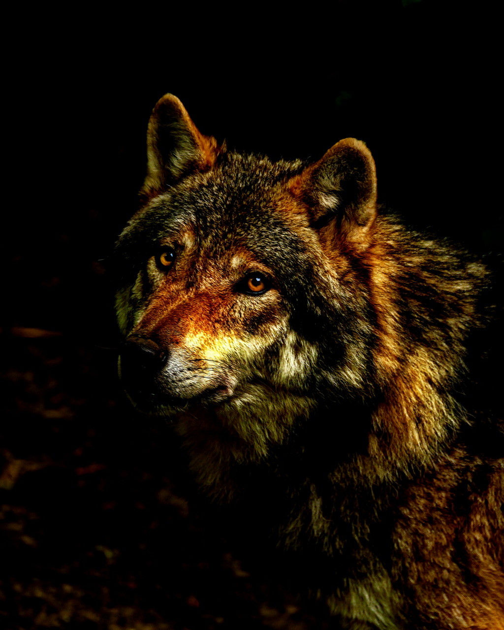 Wolf