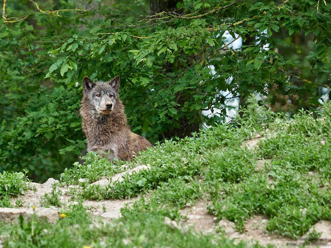 Wolfsichtung