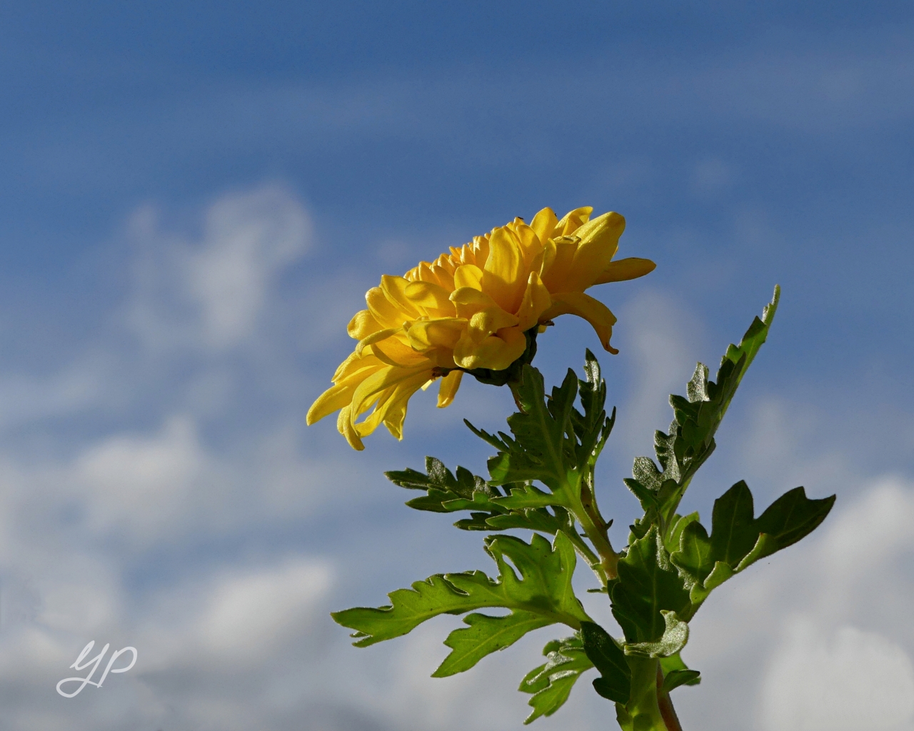 Wolkenaufzug I