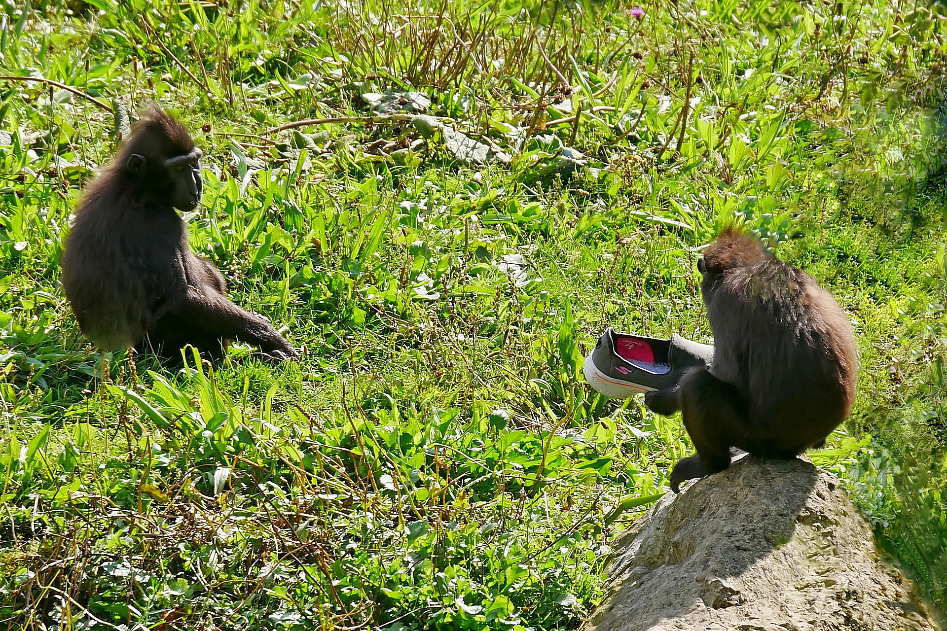Wollen wir uns den zuwerfen?