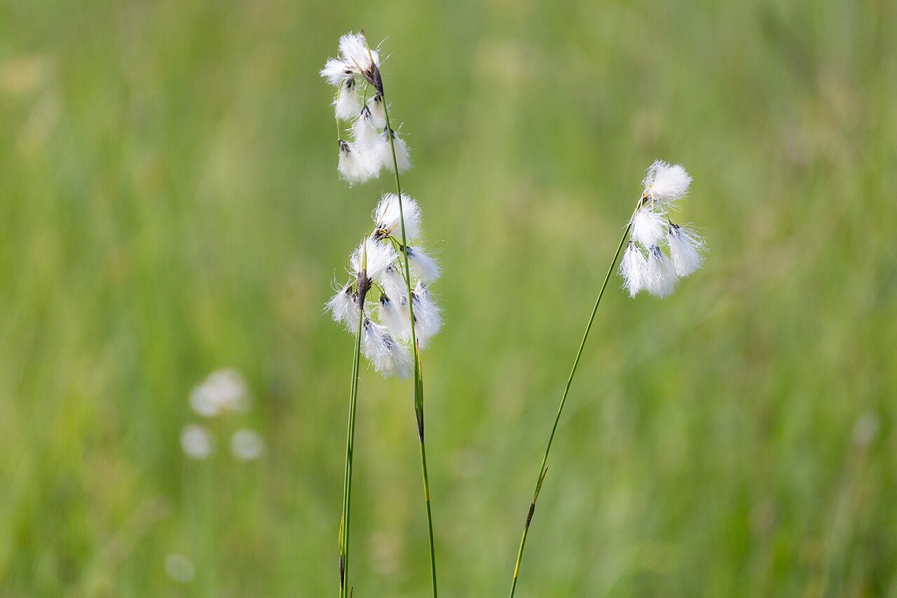 Wollgrasblüte