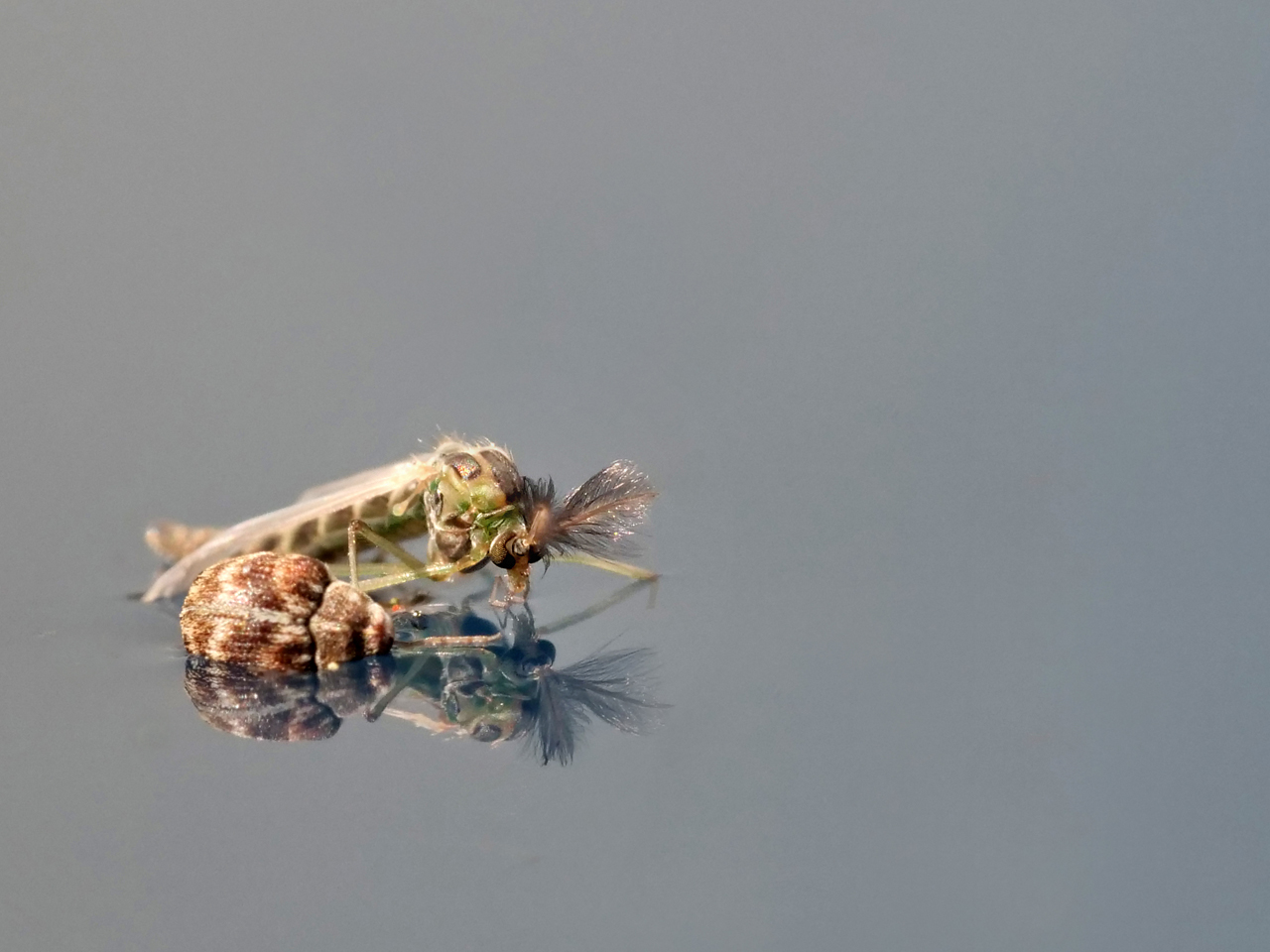 Wunderwelt Insekten