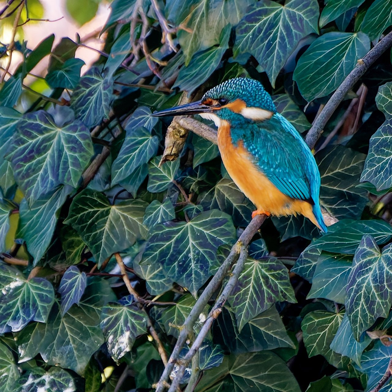 Yessssss......hab dich