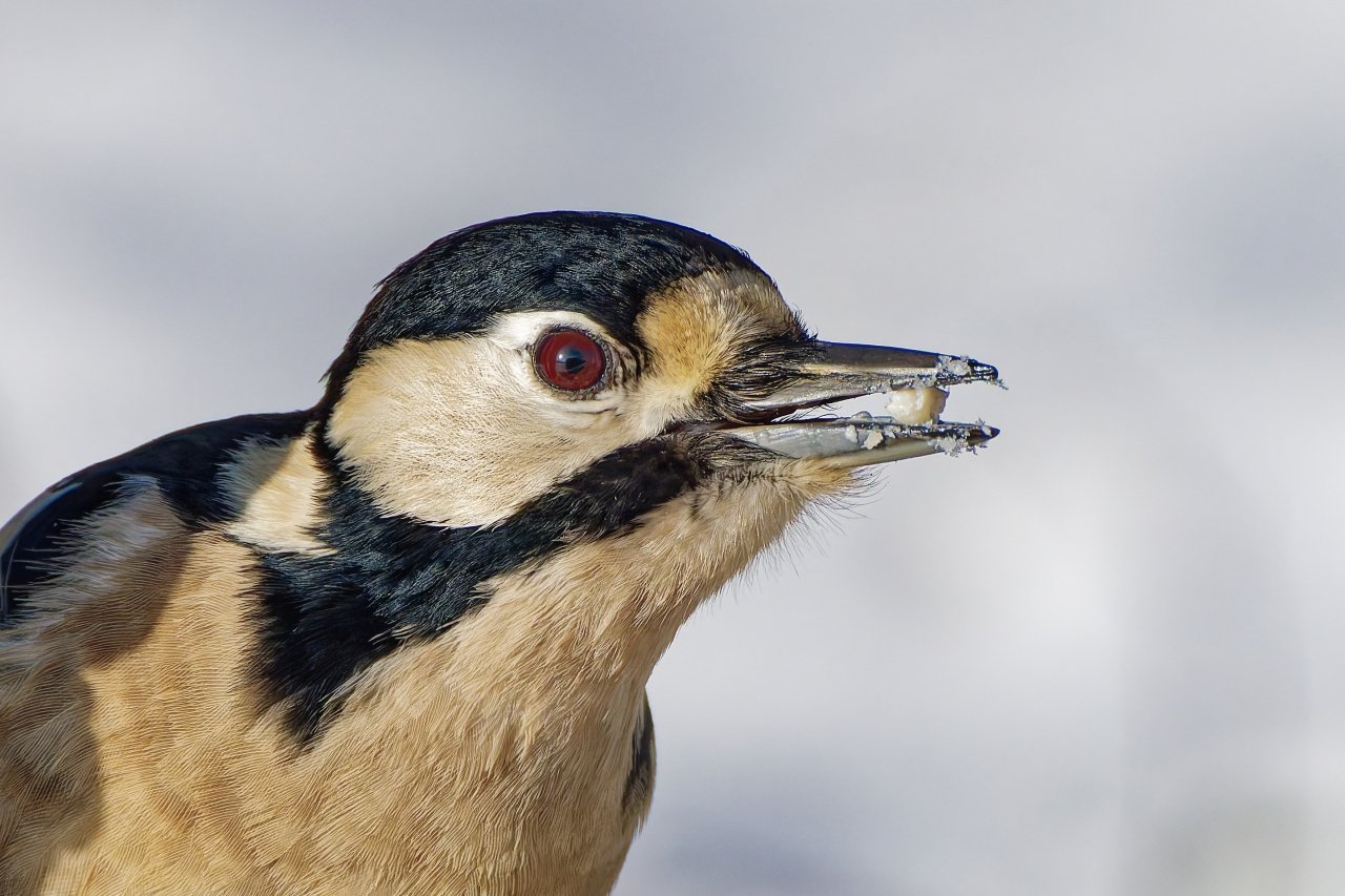 Zahn abgebrochen......hihi