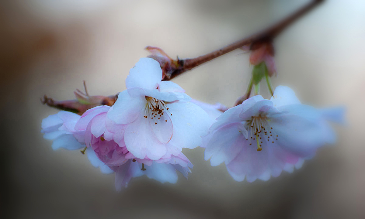 Zarte Frühlingsblüten....