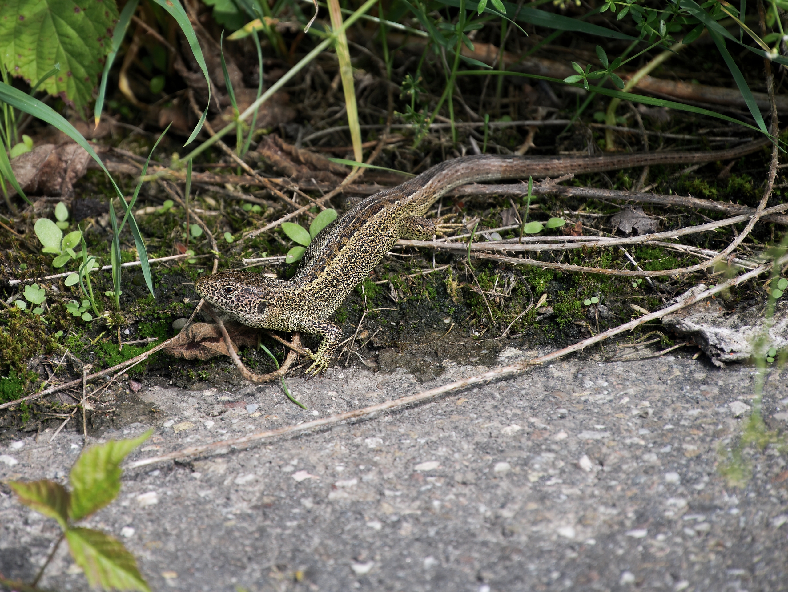 Zauneidechse