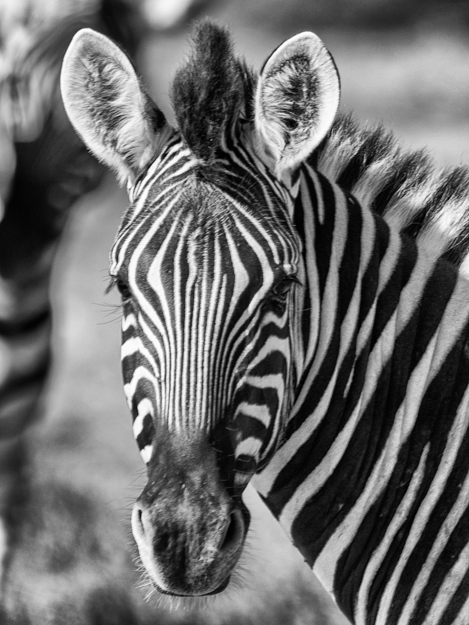 Zebra