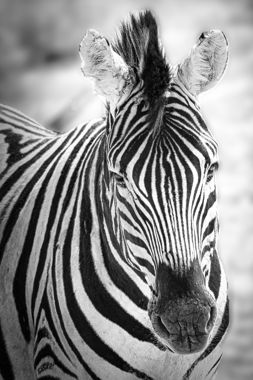 Zebra