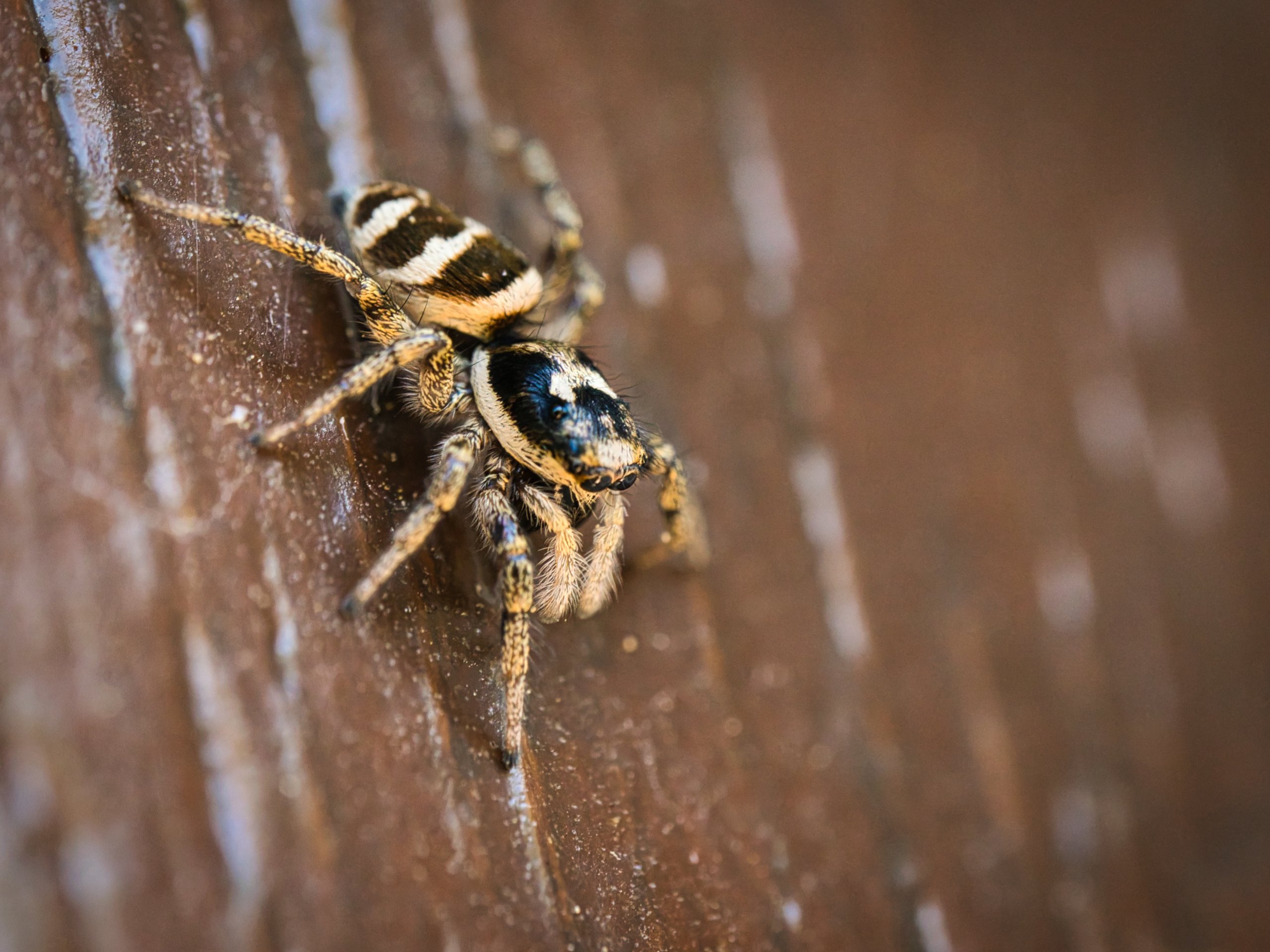 Zebraspringspinne
