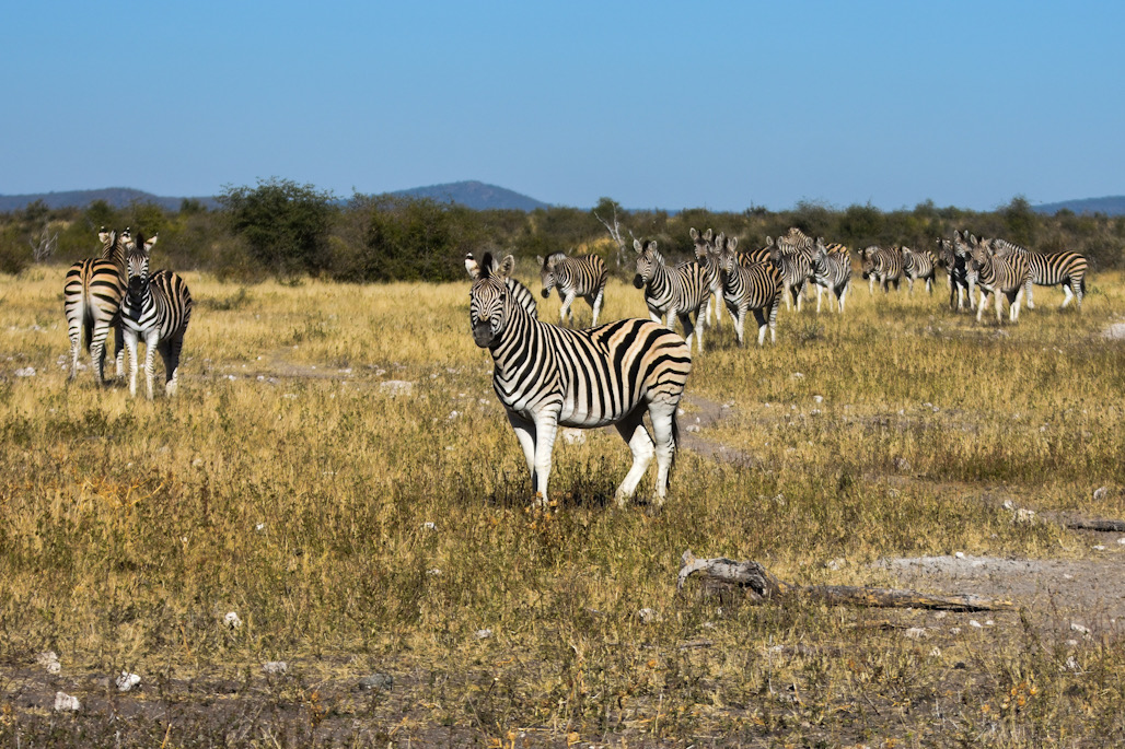 Zebrastreifen II