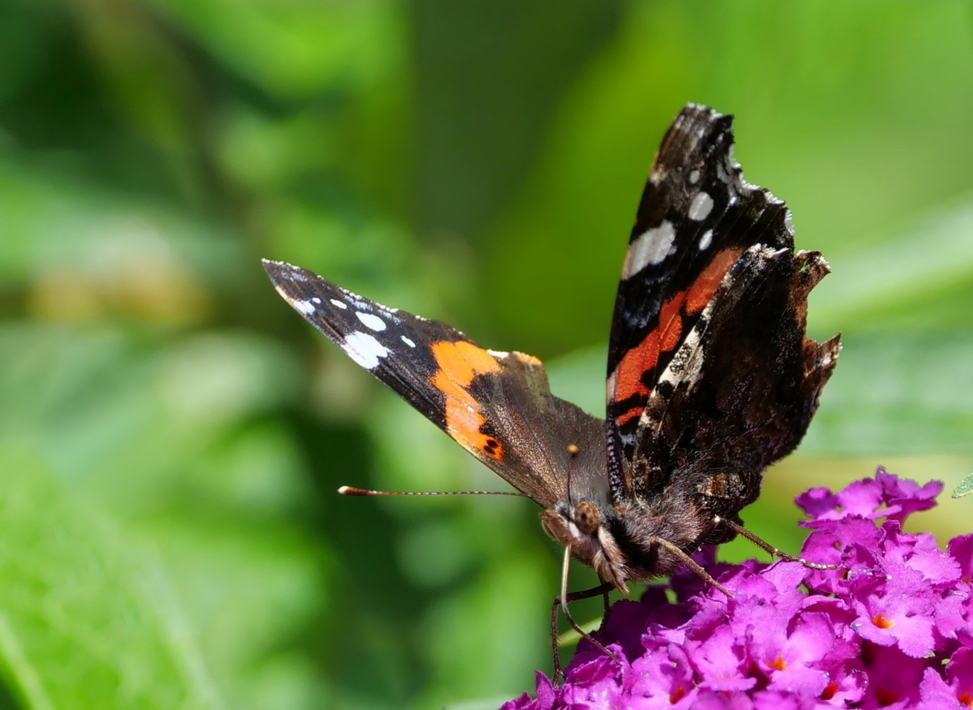 Zeit der Schmetterlinge