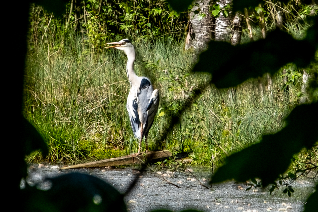 ziemlich versteckt