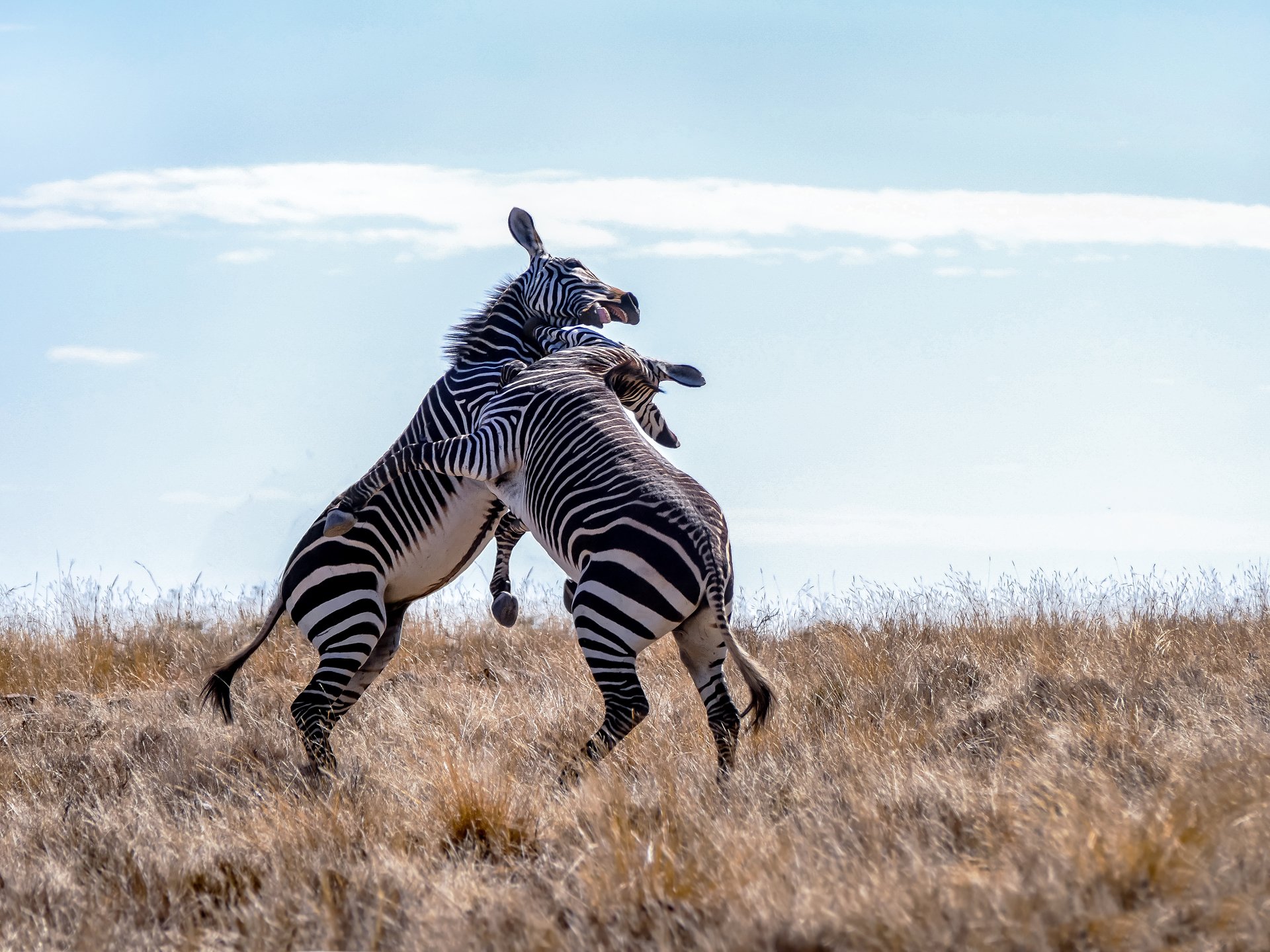 Zoff (9) Variante II