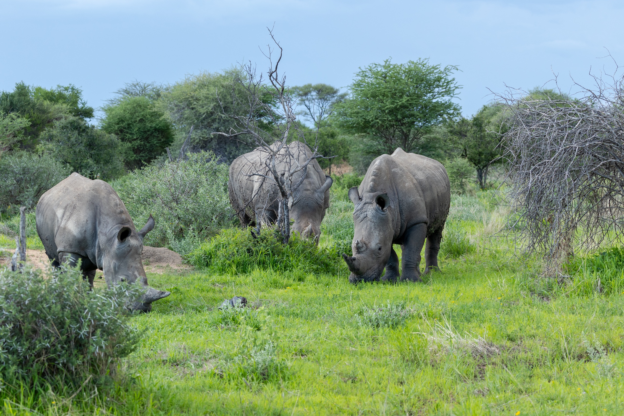 Zu Fuß - ganz nah dran
