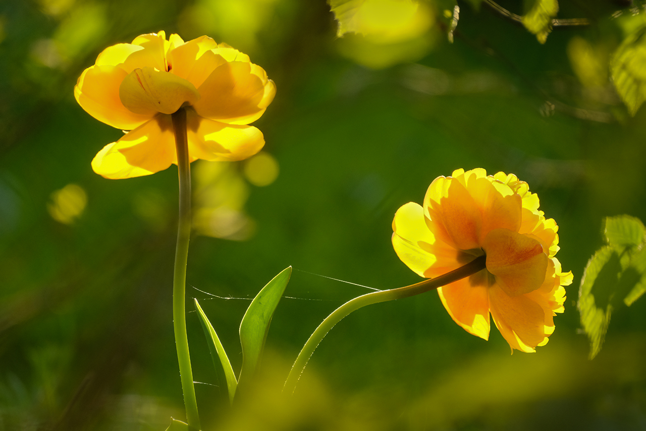 zu zweit im Garten