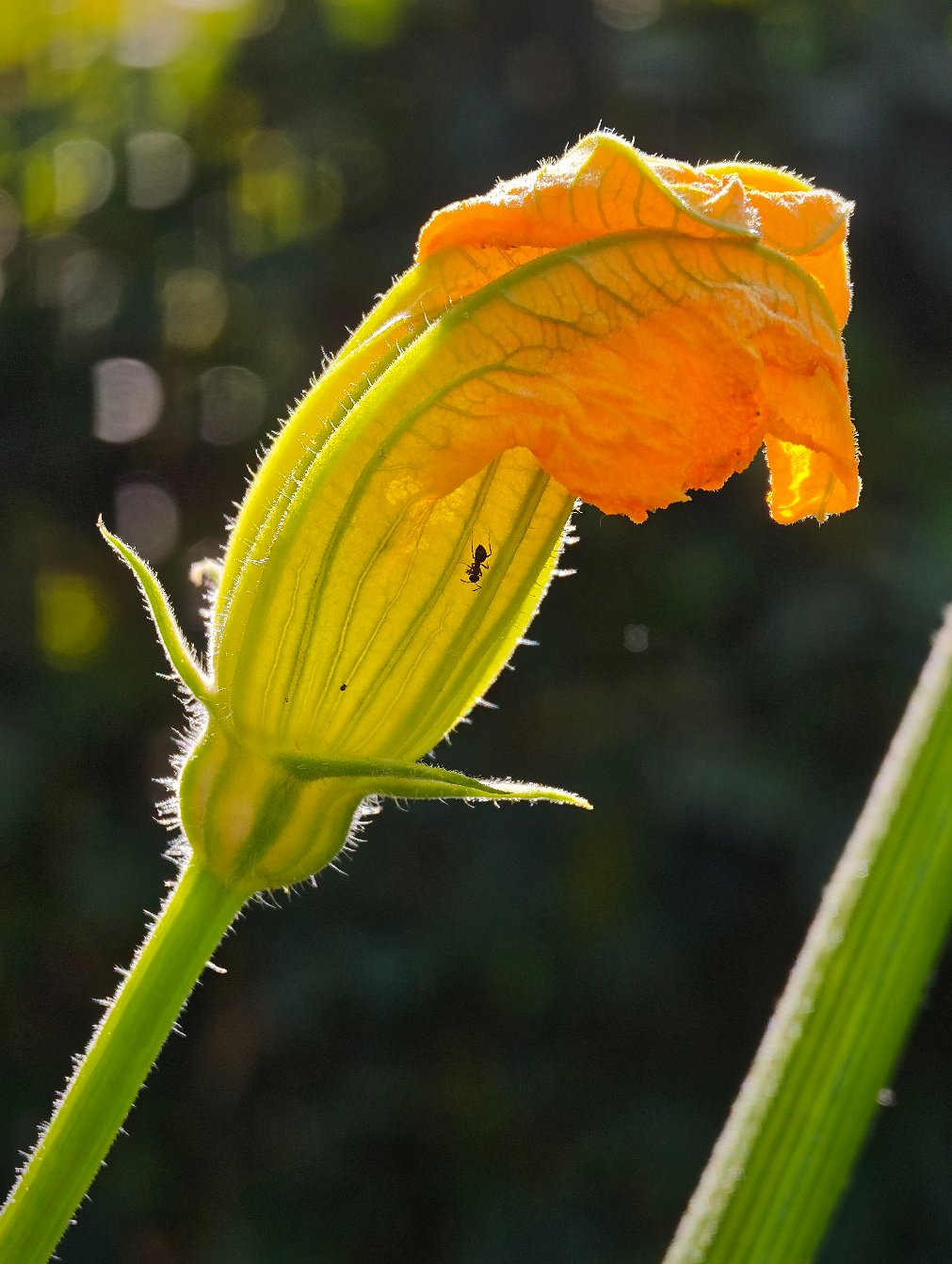 Zucchini