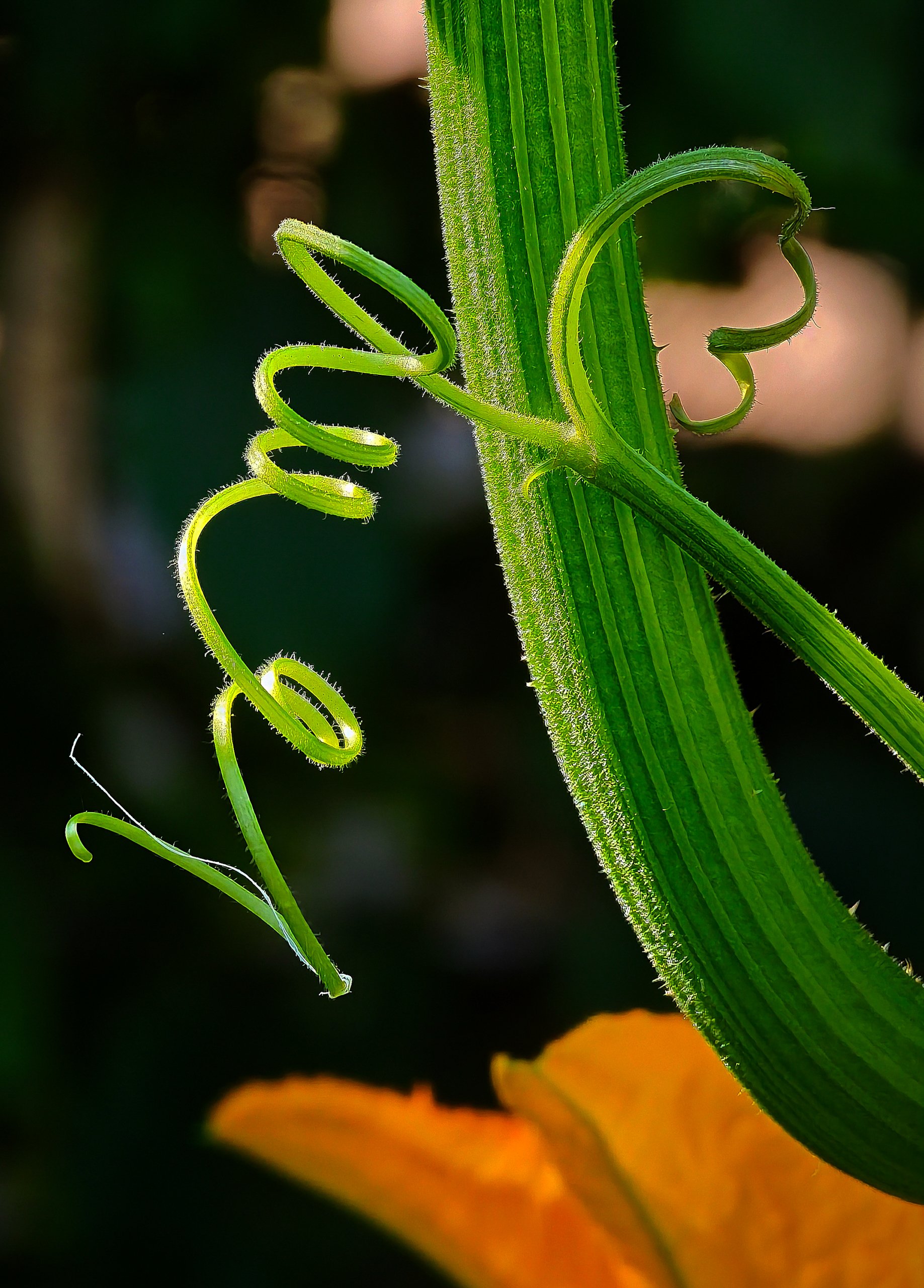Zucchini