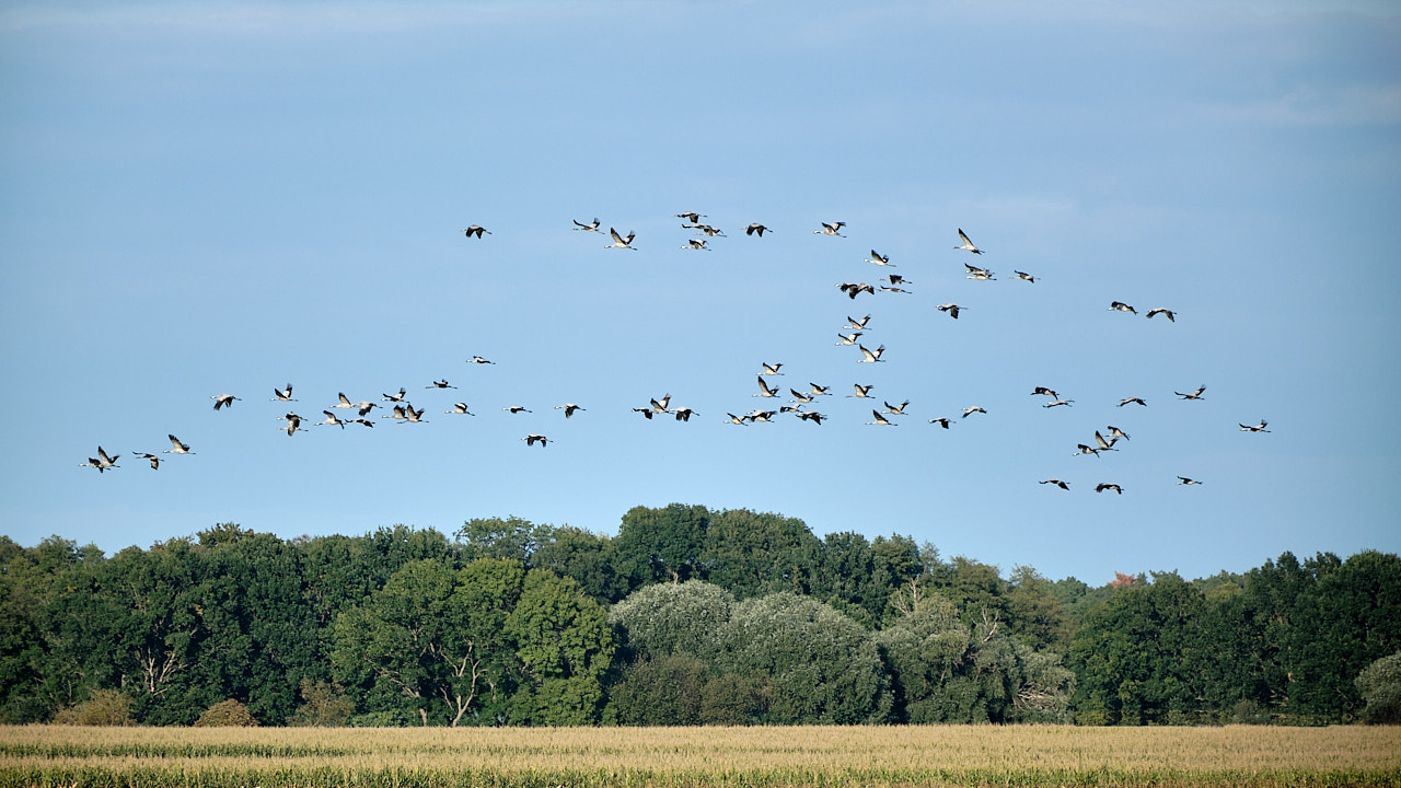 Zugvögel