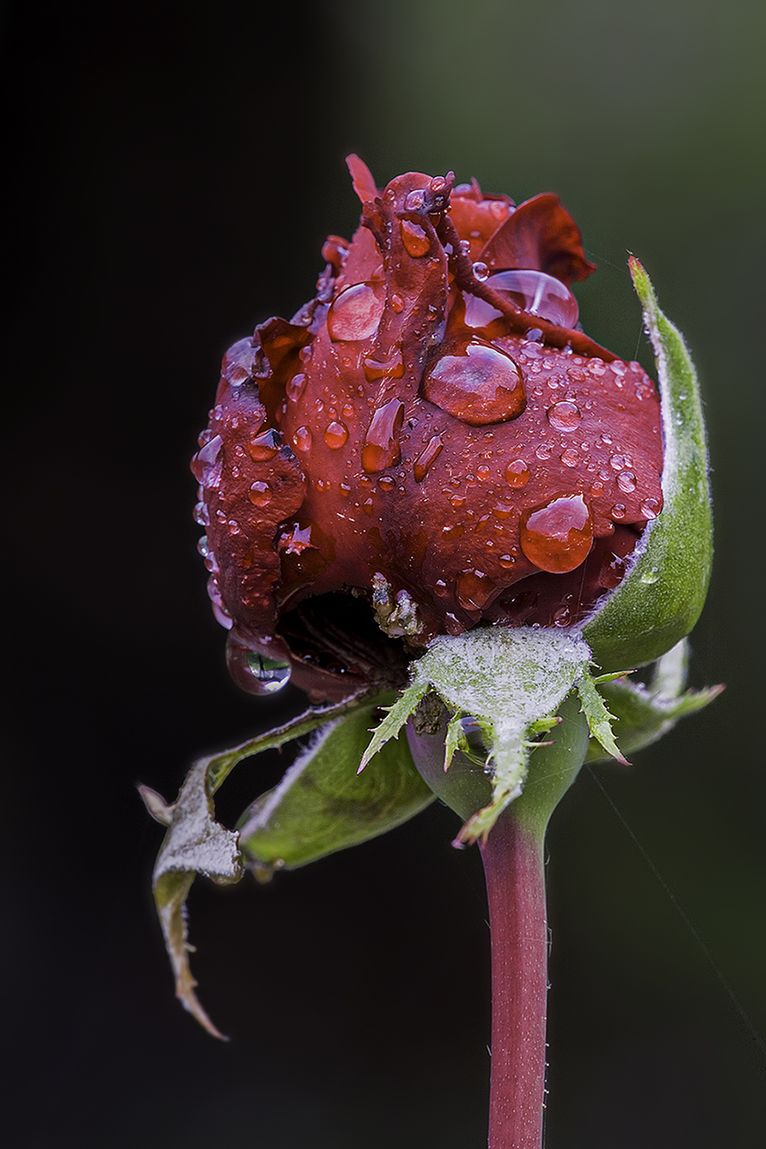 Zum (leicht regnerischen) Rosenmontag