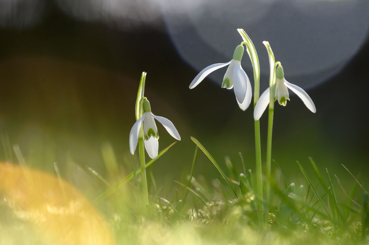 zum Licht!