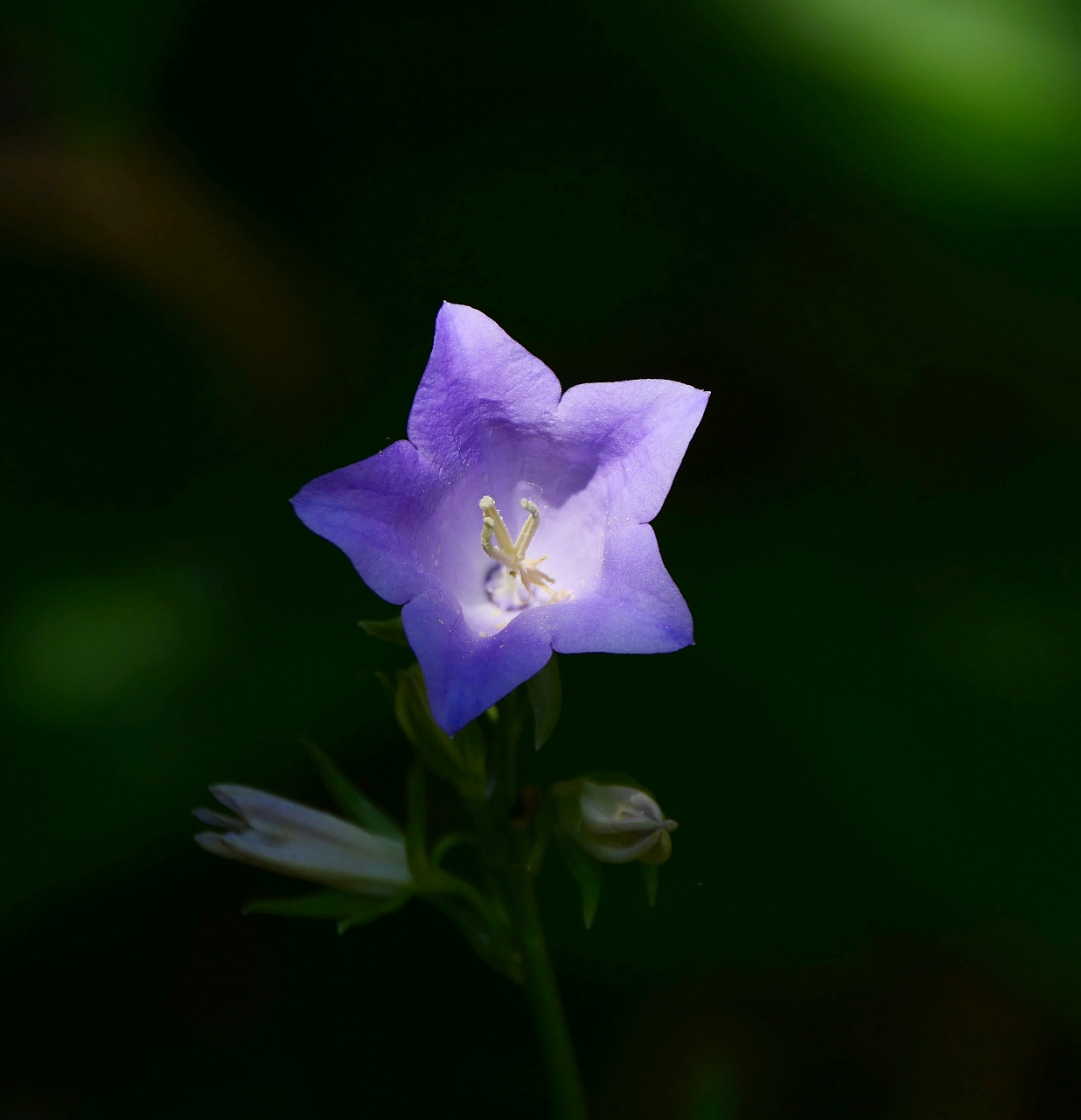 zur blauen Stunde