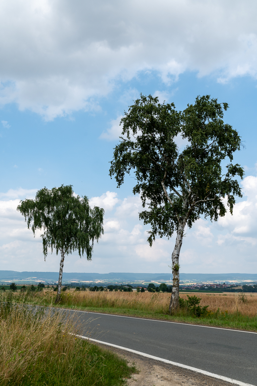 zwei Birken im Juli