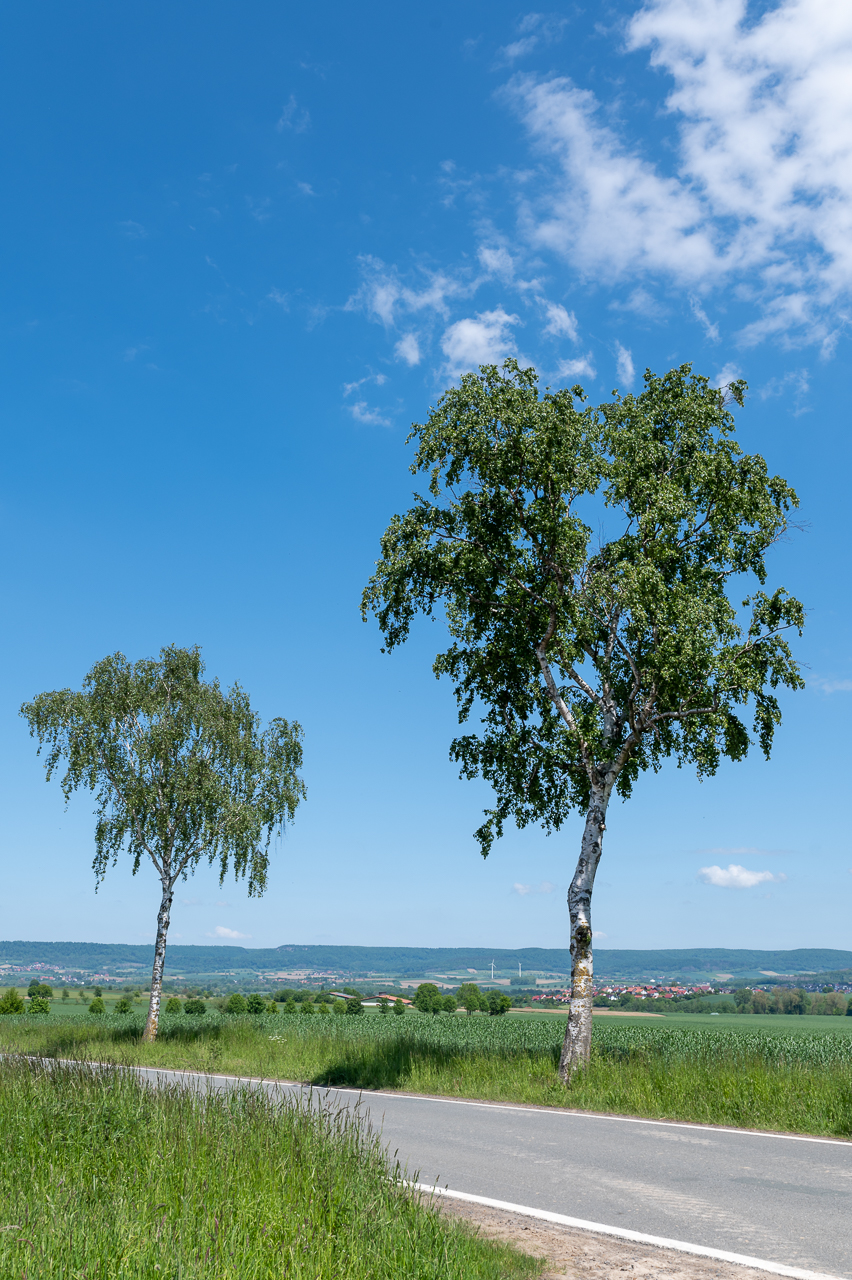 zwei Birken im Mai