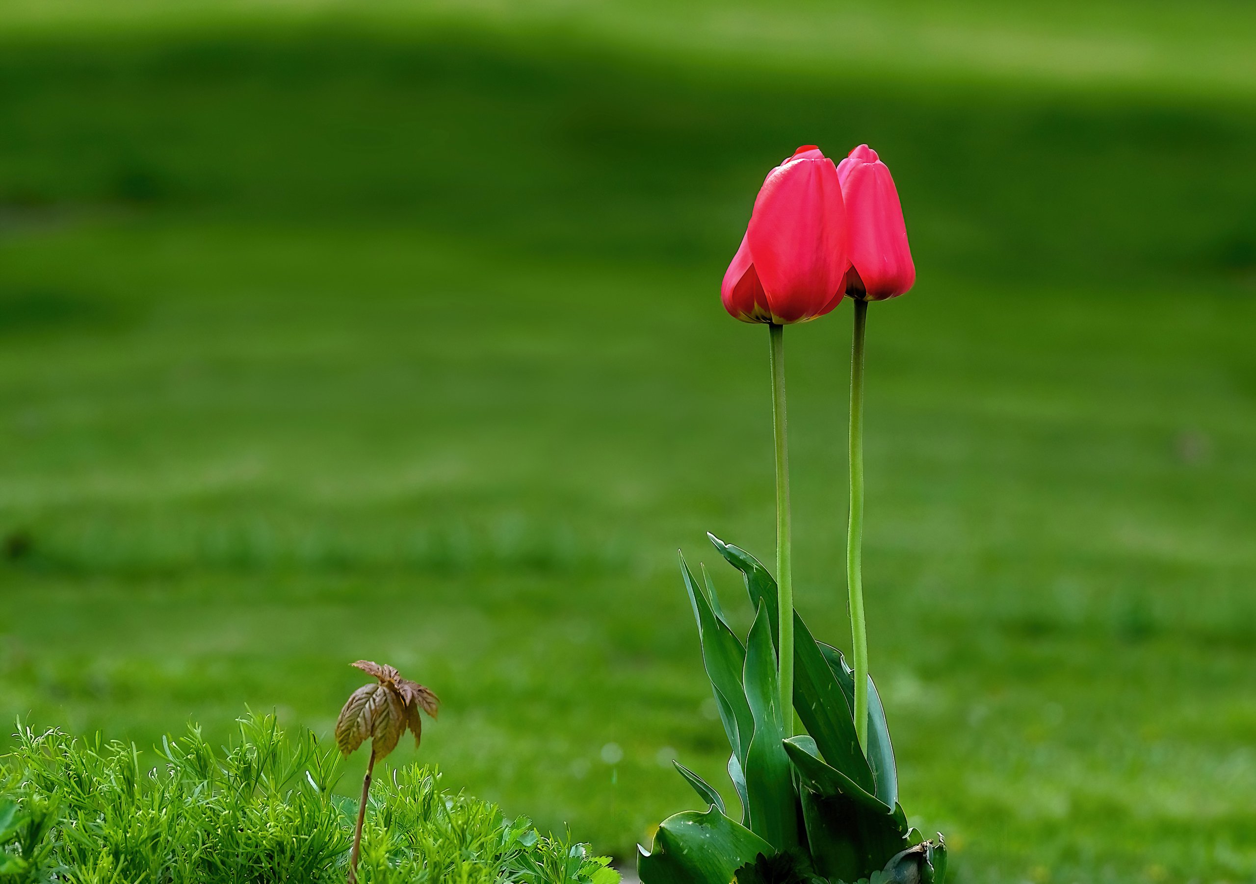 Zwei Tulpen.jpg