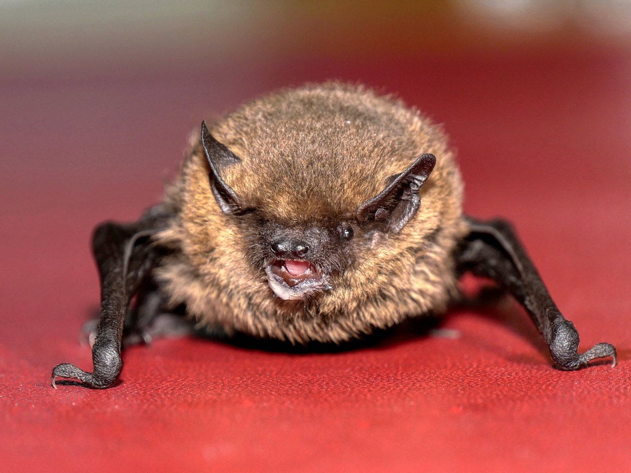 Zwergfledermaus