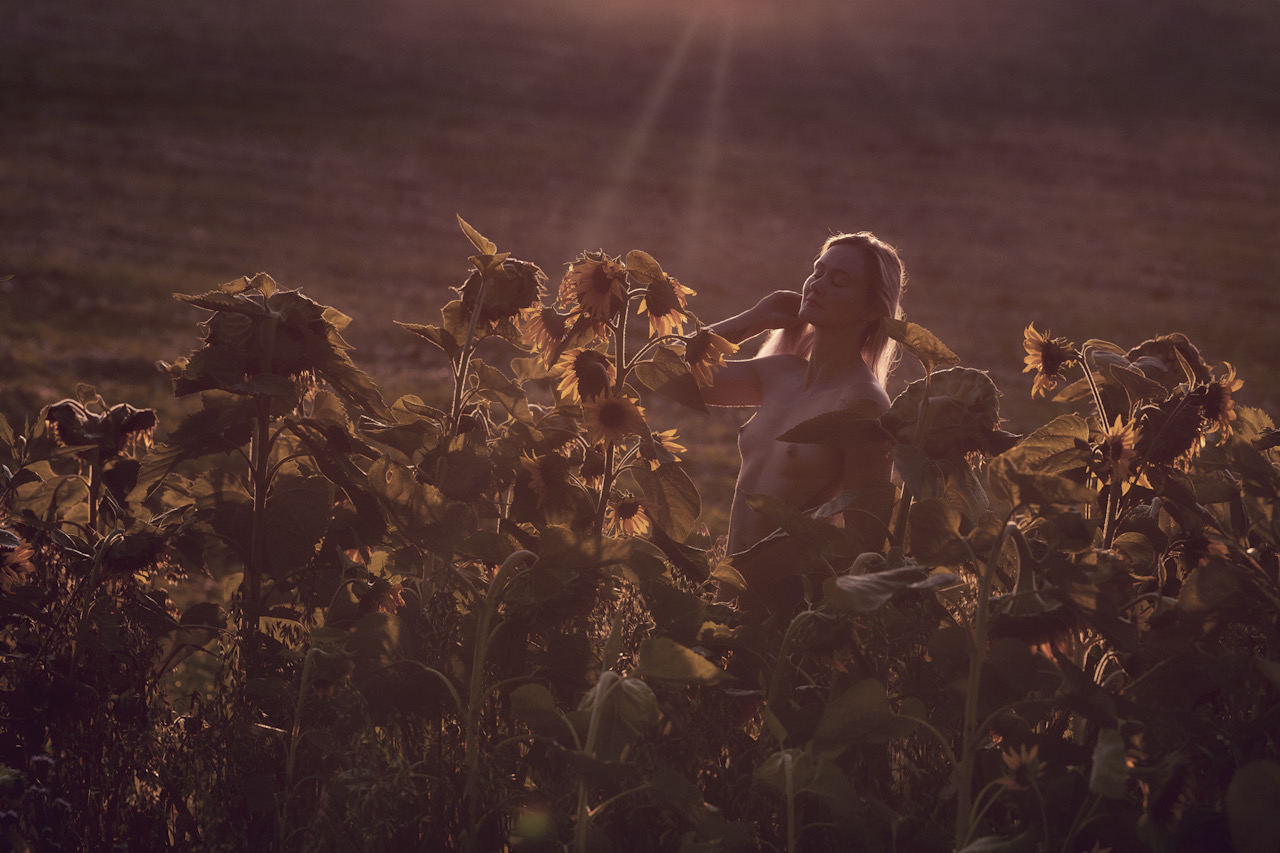 Zwischen Sonnenblumen